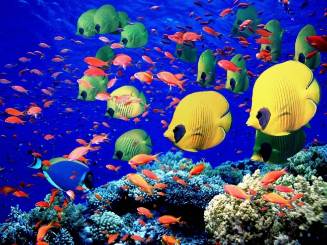 Buceo en Mar Rojo - Egipto